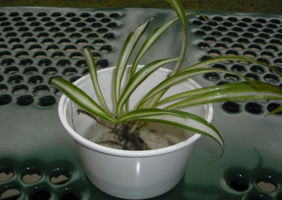 Siembre las plantas en tierra, no las coloque en agua